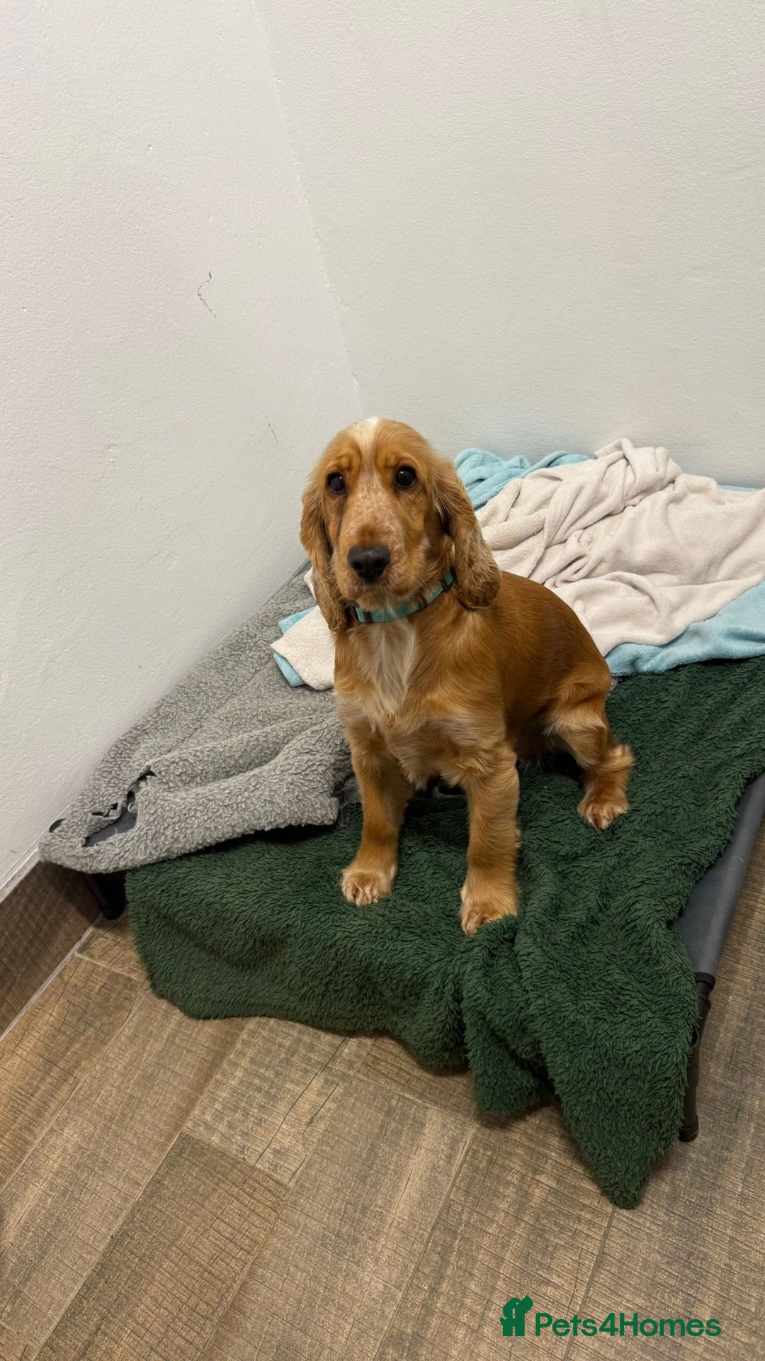 Cocker Spaniel dogs for stud: Honey - Advert 1