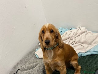 Cocker Spaniel dogs Honey - Advert 2