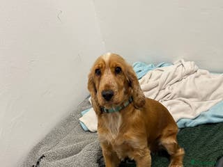 Cocker Spaniel dogs Honey - Advert 4