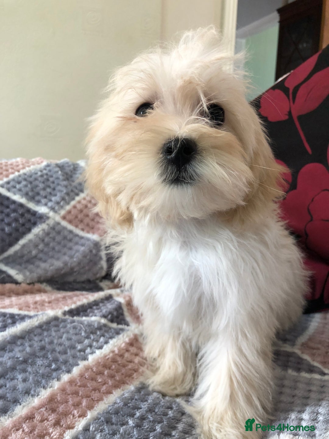 Maltipoo dogs for sale: maltipoo puppies for sale  - Image 15