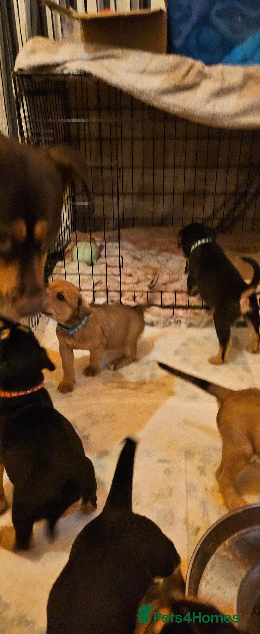 Mixed Breed dogs for sale: Puppies for sale - Advert 11