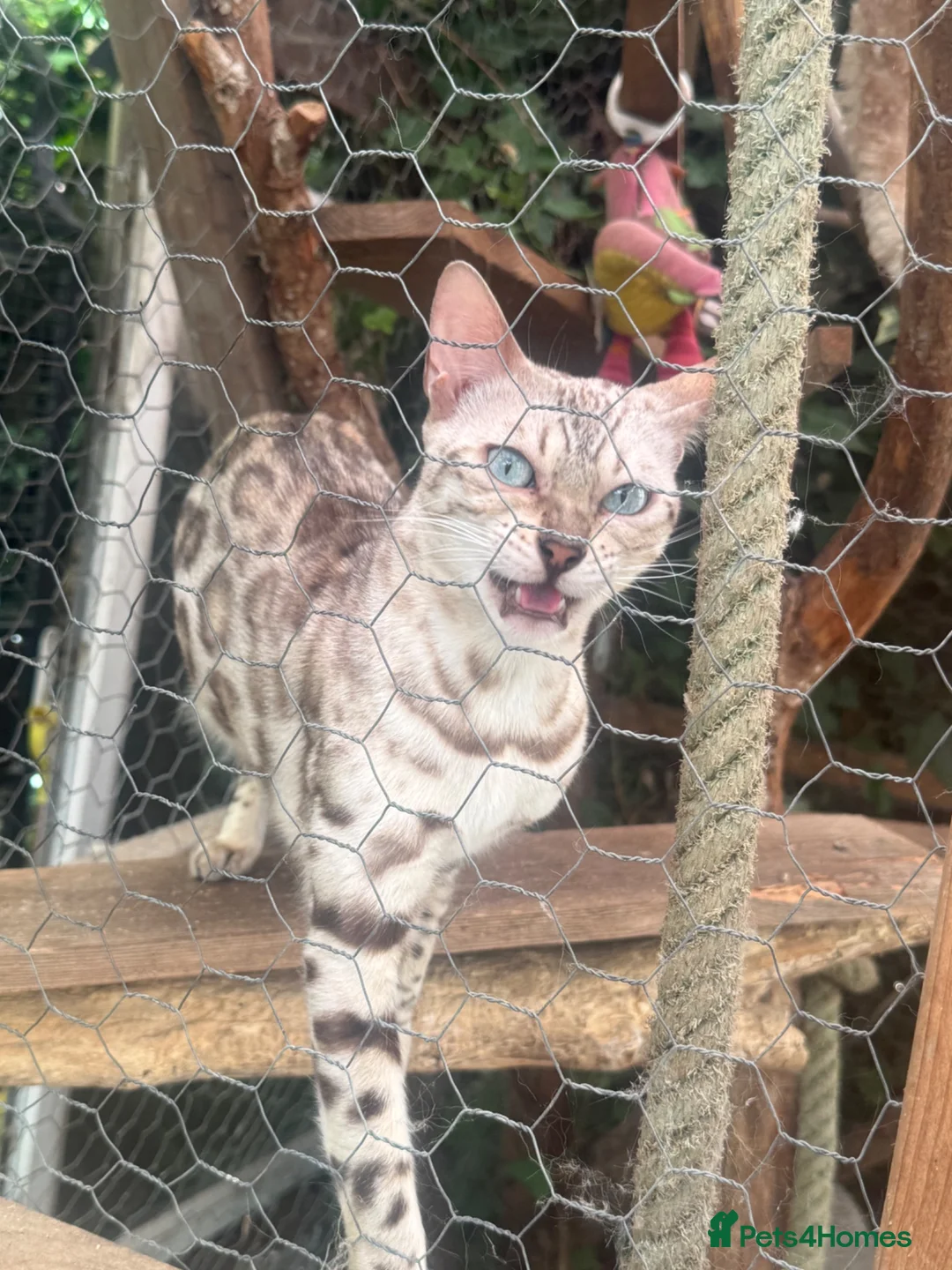 Bengal cats for sale: Bengal female kitten ready now  - Advert 1
