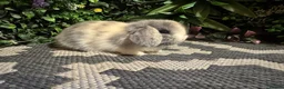 Mini Lop rabbits for sale: Superb pure bred mini lops available  - Advert 7