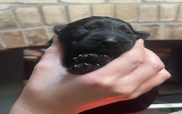 German Shepherd dogs for sale: German shepherd puppies  - Image 17