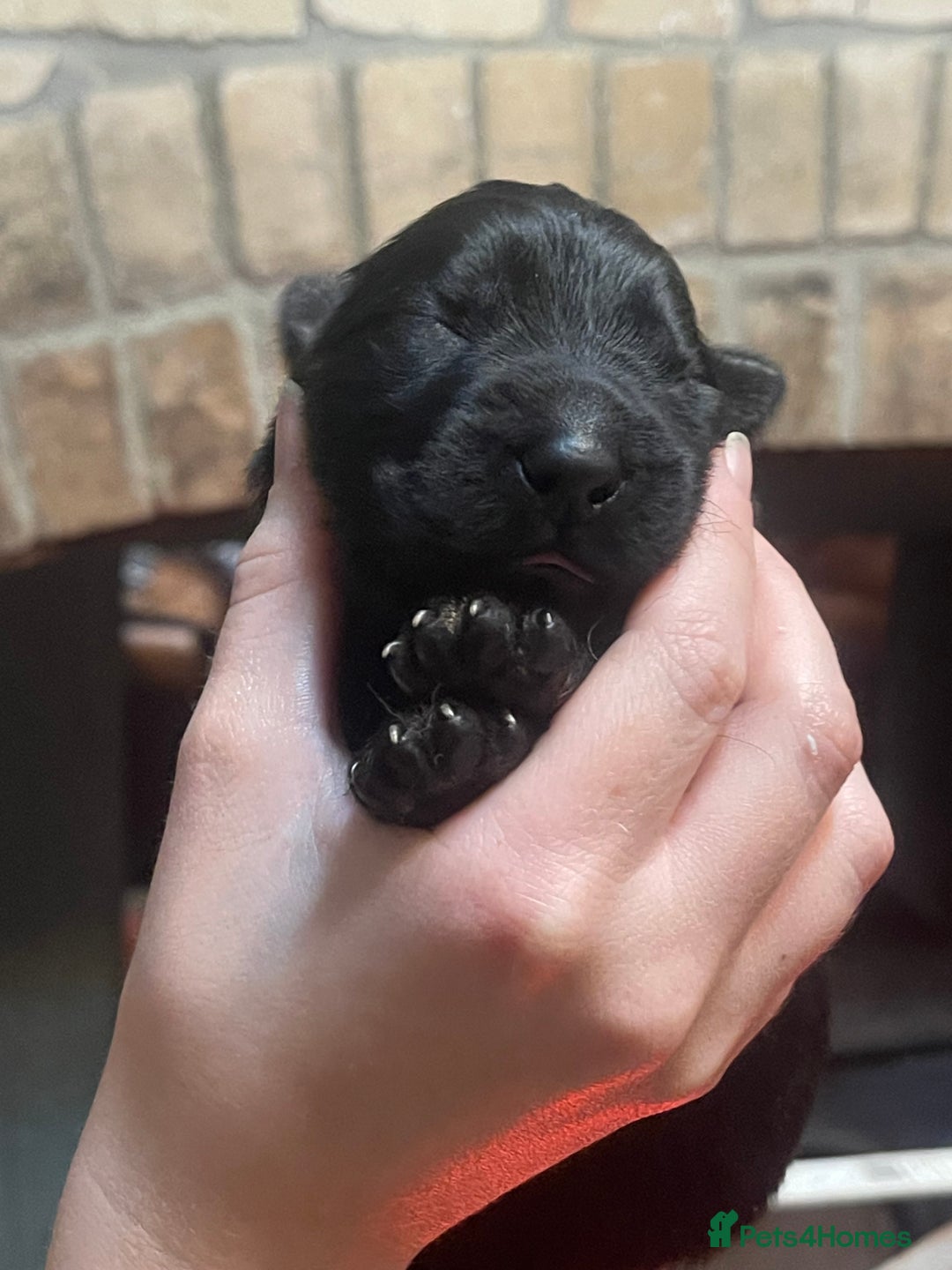 German Shepherd dogs for sale: German shepherd puppies  - Image 17