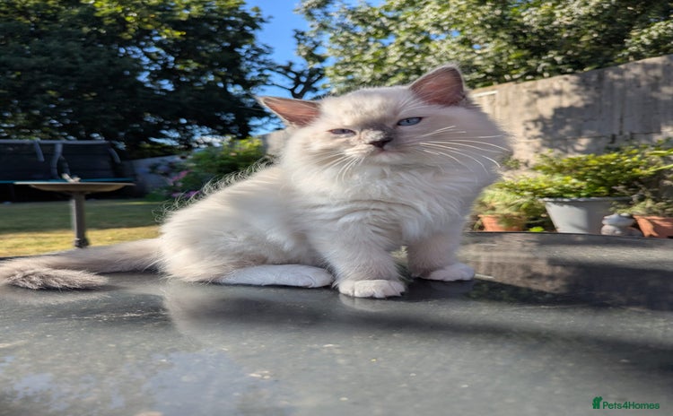 Ragdoll cats - Advert 12