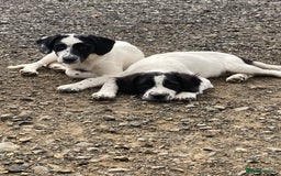 Mixed Breed dogs for sale: Border collie cross puppies  - Image 5