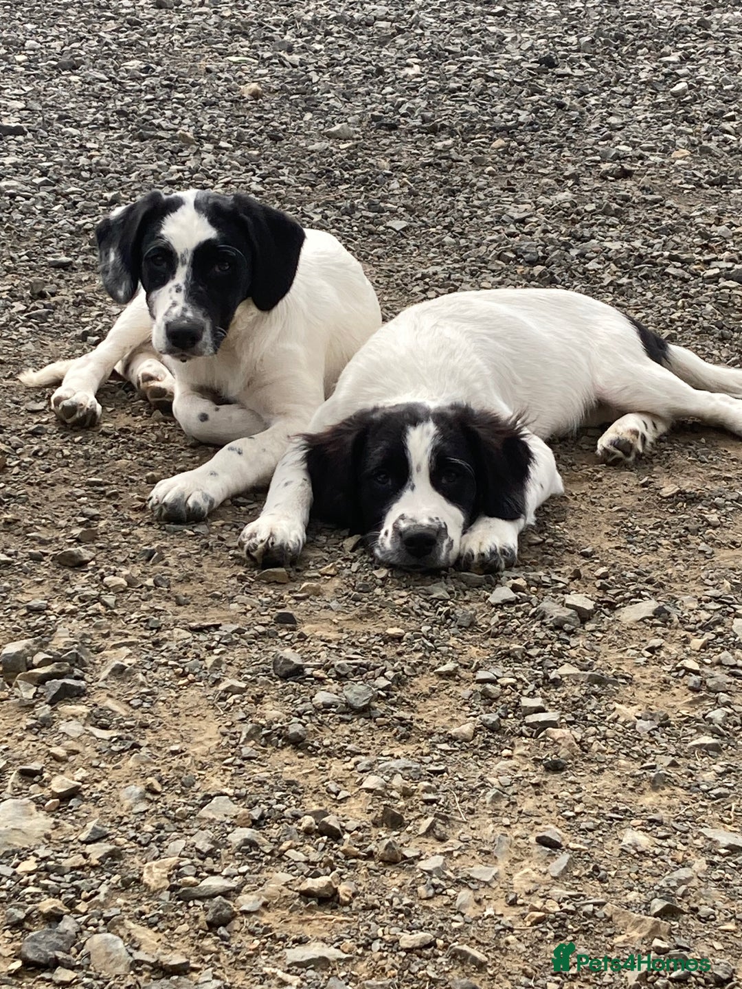 Mixed Breed dogs for sale: Border collie cross puppies  - Image 5
