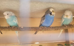 Budgerigars birds for sale: Lovely young budgies for sale Various colours  - Image 4