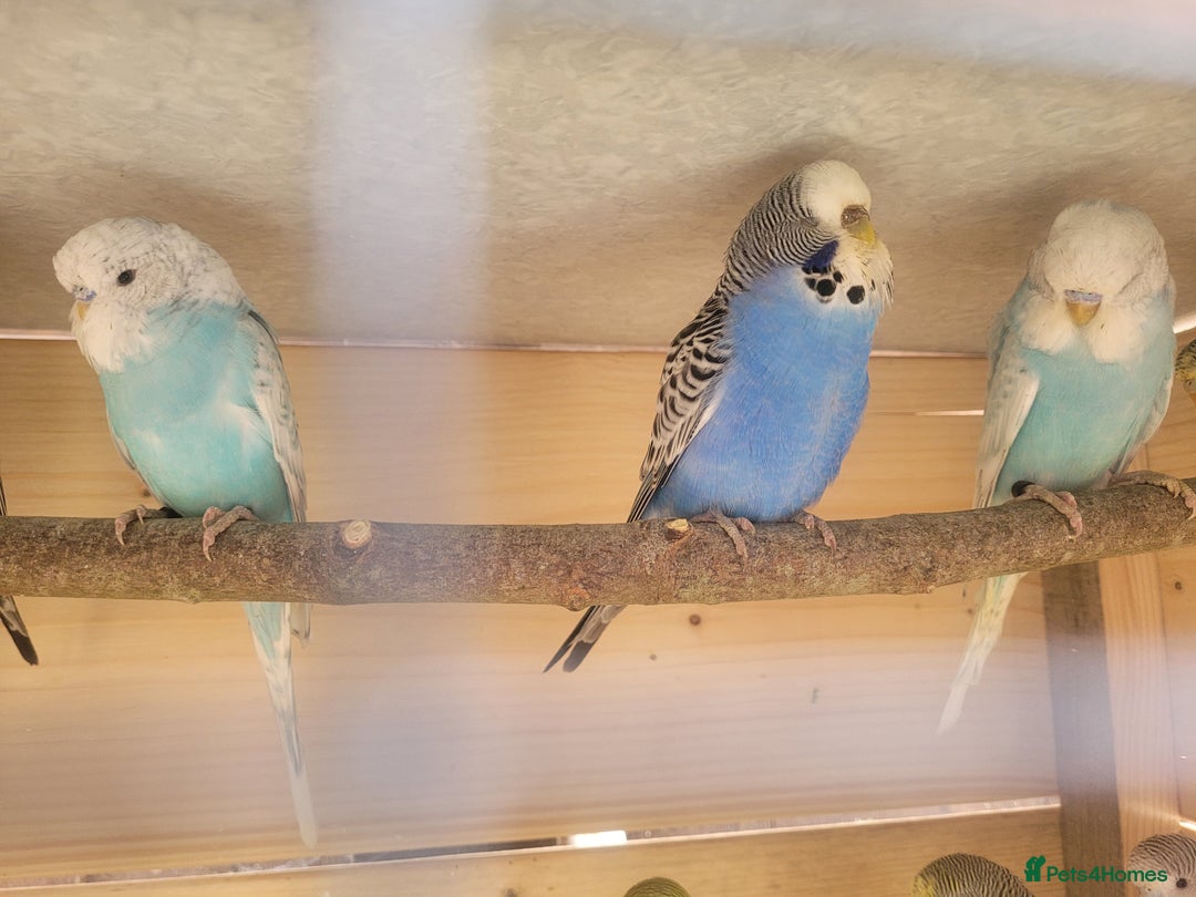 Budgerigars birds for sale: Lovely young budgies for sale Various colours  - Image 4