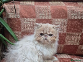 Persian cats 💙READY NOW💙🏆Champion sired Persian boy💙 😸 - Advert 10