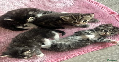 Mixed Breed cats - Advert 9