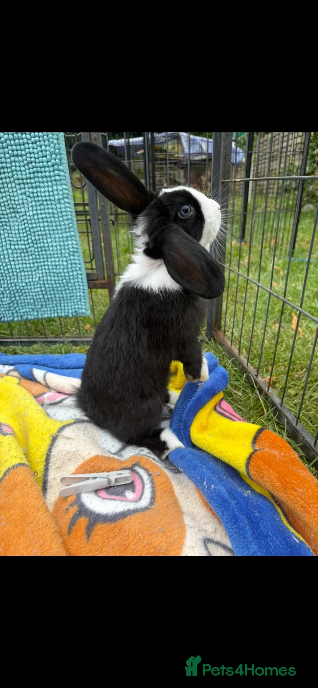 Mini Lion Lop rabbits for sale: Beautiful mini lion lop baby bunny rabbits  - Advert 1