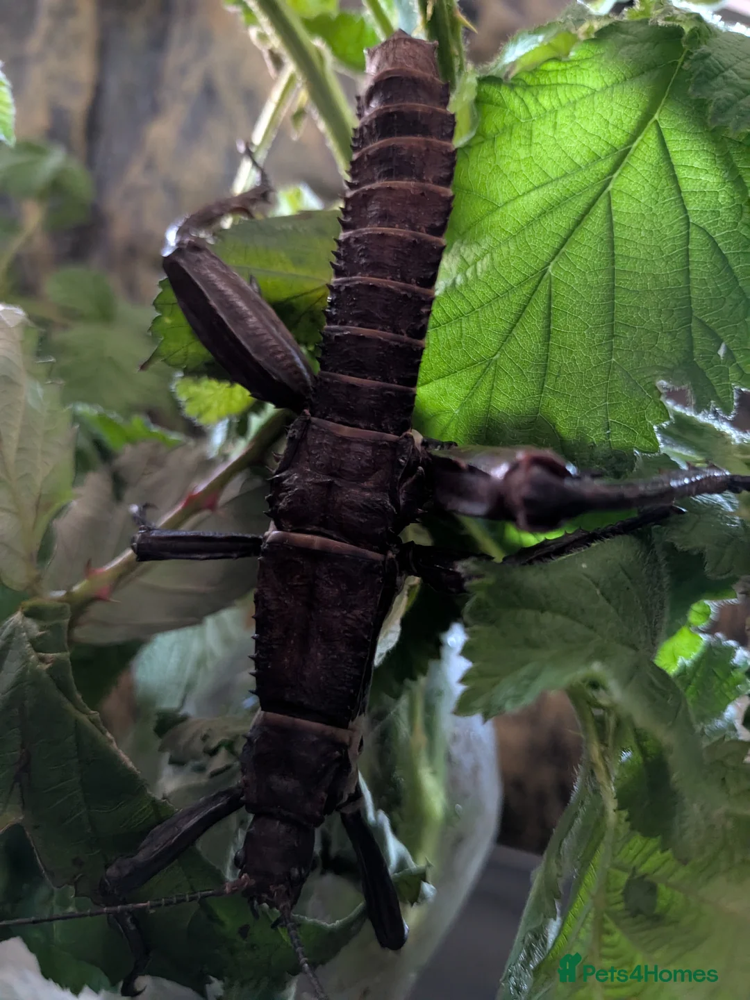Stick Insects invertebrates for sale: Spiny Stick Insects in Kettering - Advert 2