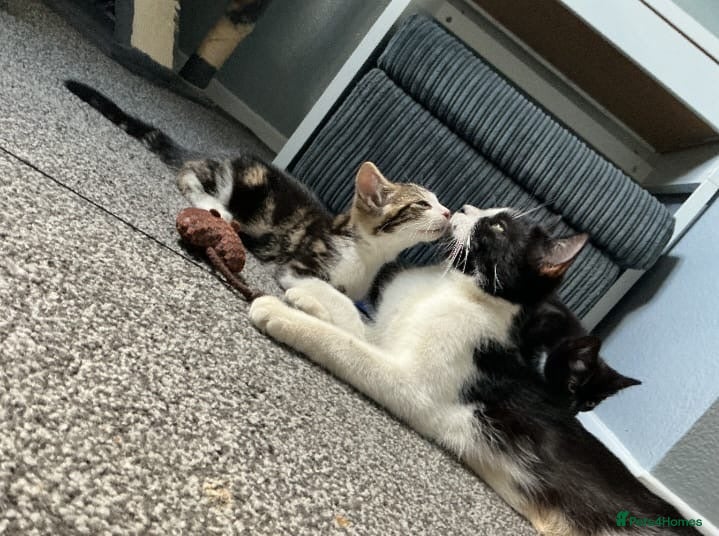 Mixed Breed cats Beautiful rescue babies  - Advert 1