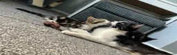 Mixed Breed cats for sale: Beautiful rescue babies  - Advert 1