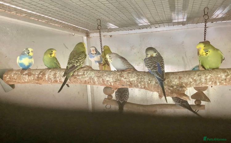 Cockatiels birds - Advert 3