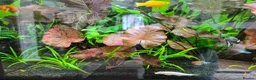Other/Mixed Breed fish for sale: Fishtank complete with fish - Advert 7