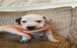 Staffordshire Bull Terrier dogs for sale: Amazing Red Staffordshire bullterrier puppies - Image 17