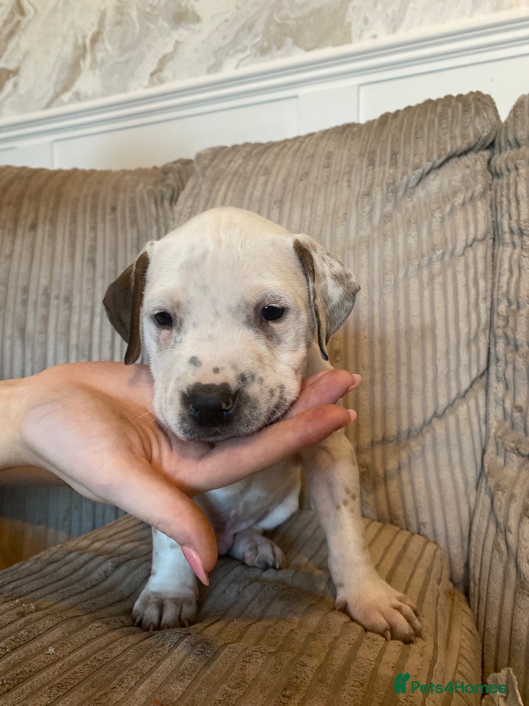 Staffordshire Bull Terrier dogs for sale: Amazing Red Staffordshire bullterrier puppies - Image 17