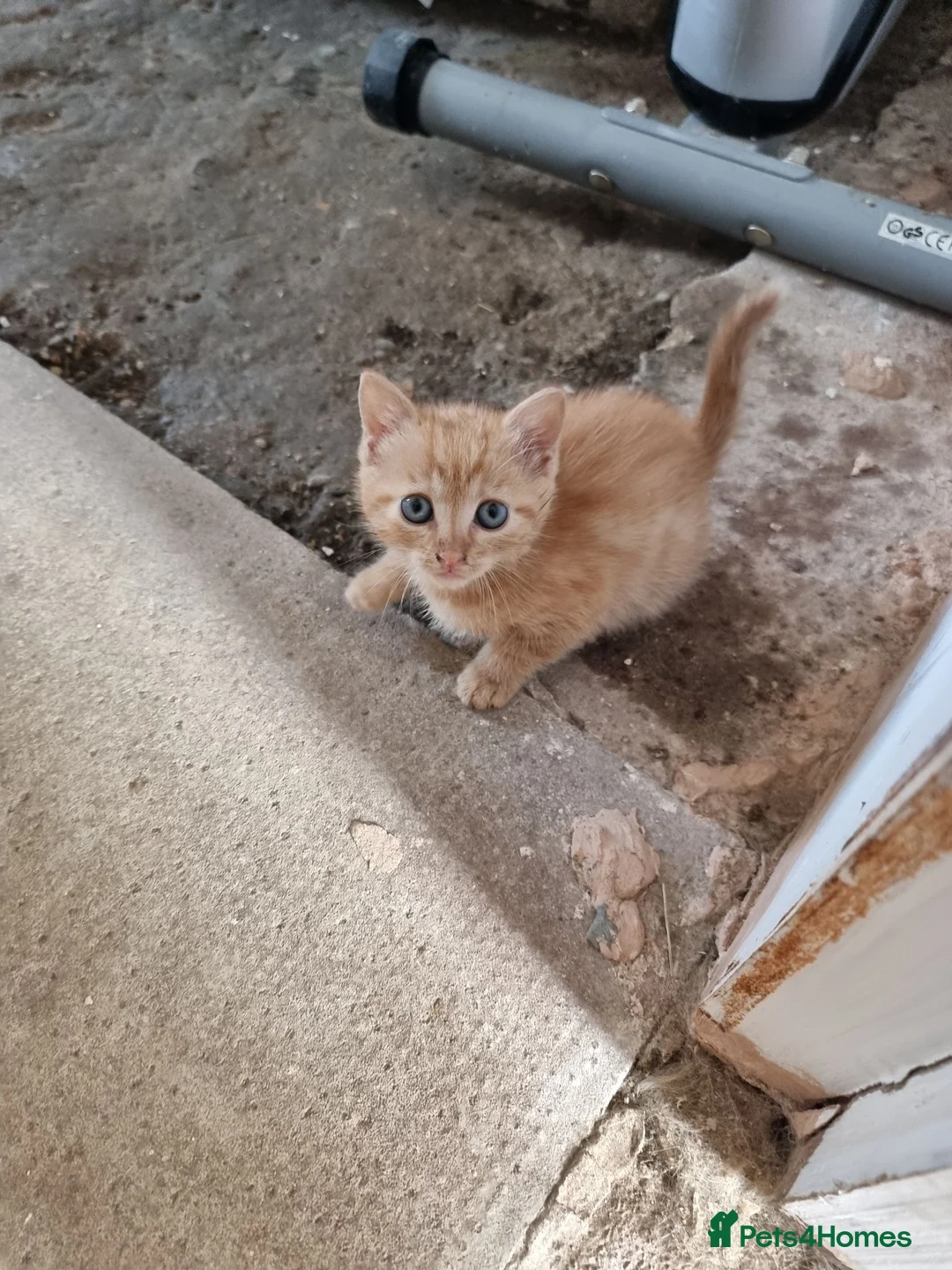 Mixed Breed cats for sale: Beautifull kittens  - Advert 9