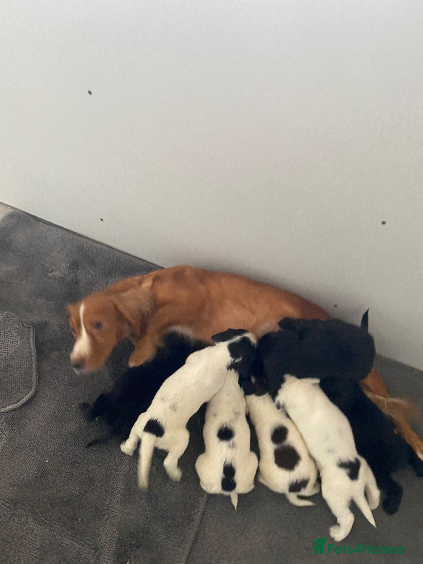 Sprocker dogs 🐶 Beautiful Sprocker Puppies – 5 Boys & 2 Girls ❤ - Advert 1