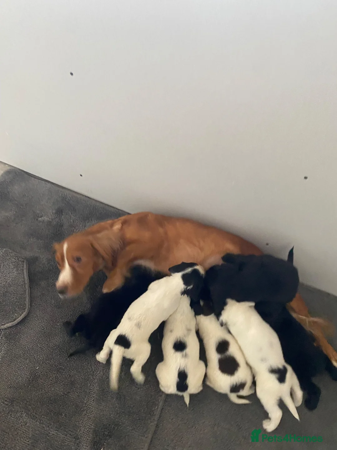 Sprocker dogs for sale: 🐶 Beautiful Sprocker Puppies – 5 Boys & 2 Girls ❤ in Sherborne - Advert 1