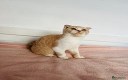 British Shorthair cats for sale: ChampionLine Kittens ready now  - Image 8