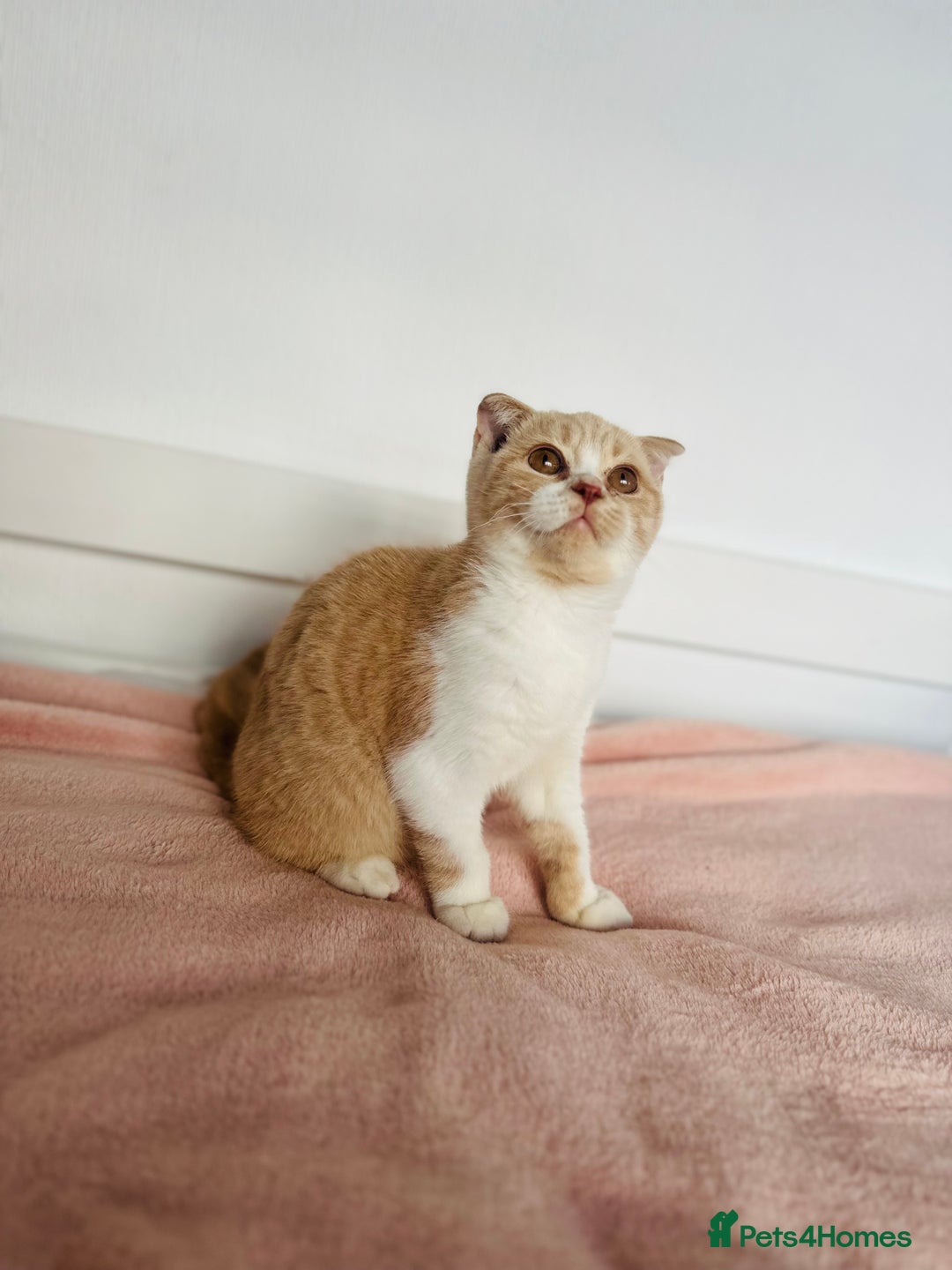British Shorthair cats for sale: ChampionLine Kittens ready now  - Image 8