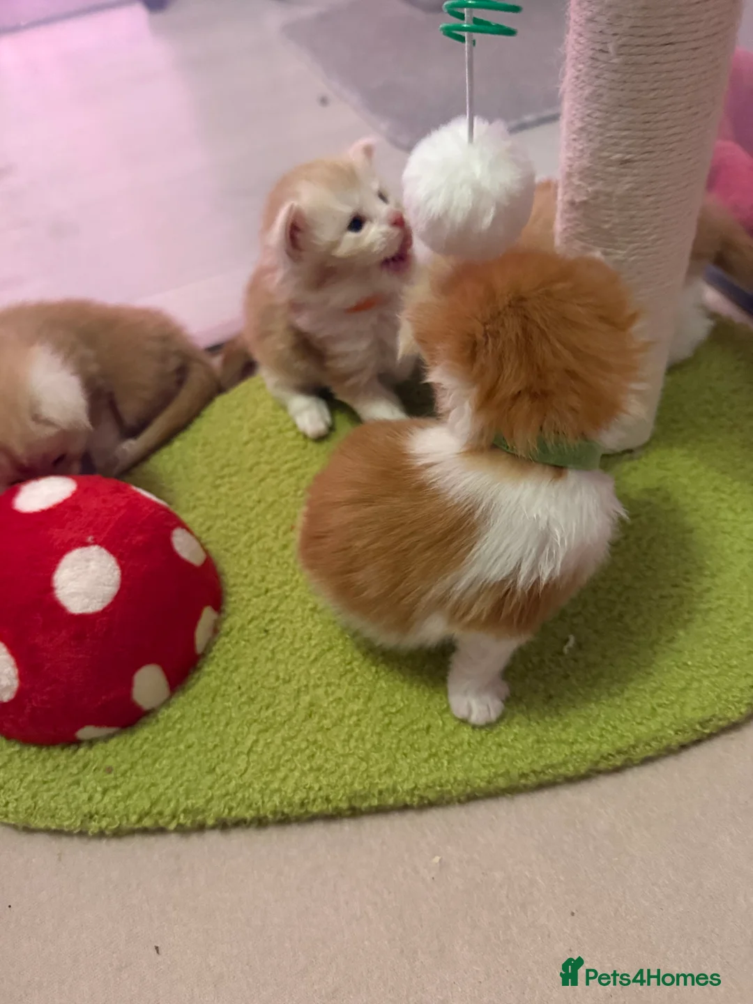 Maine Coon cats for sale: Maine coon kittens reds stunning pedigree’s  - Advert 9