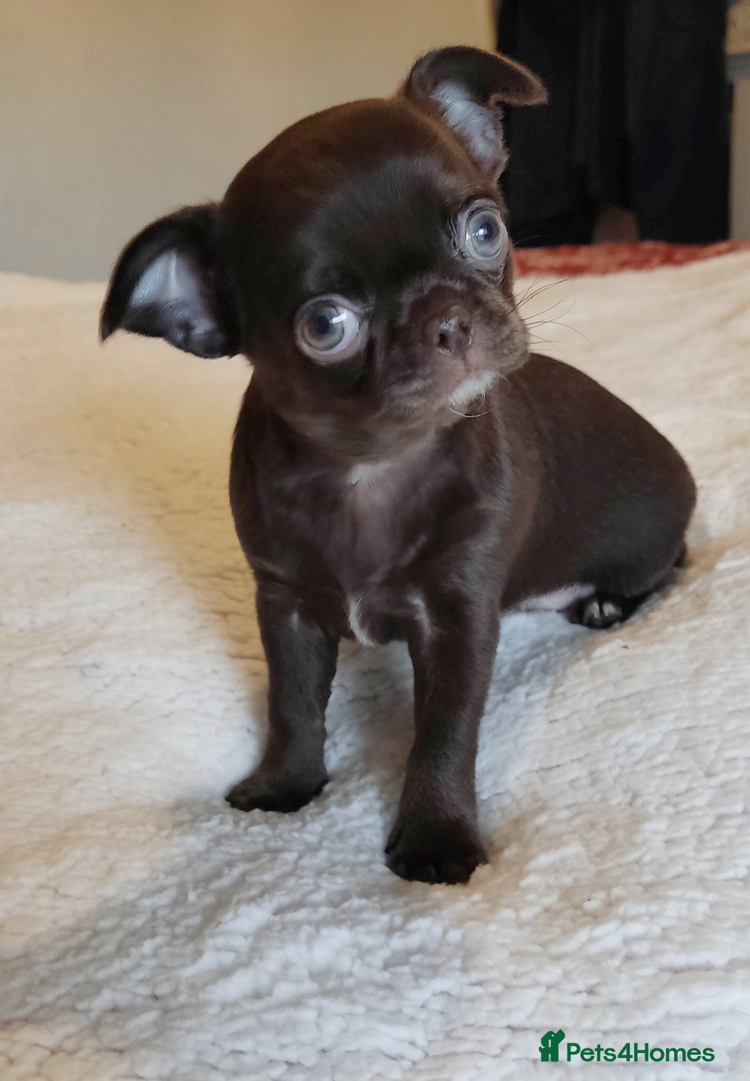 Chihuahua dogs for sale: Beautiful Chocolate Chihuahua Girls  - Advert 1