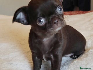 Chihuahua dogs Beautiful Chocolate Chihuahua Girls - Advert 5