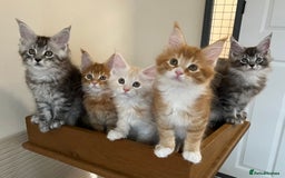 Maine Coon cats for sale: GCCF pedigree female Maine Coon kitten - Image 7