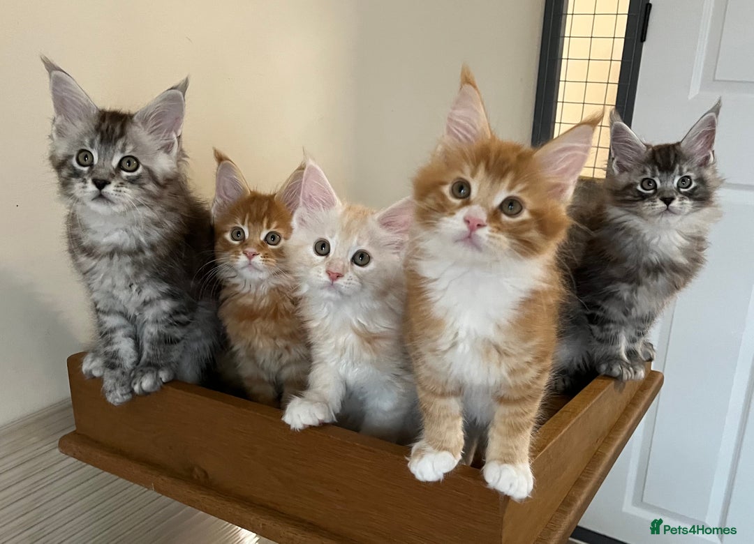 Maine Coon cats for sale: GCCF pedigree female Maine Coon kitten - Image 7