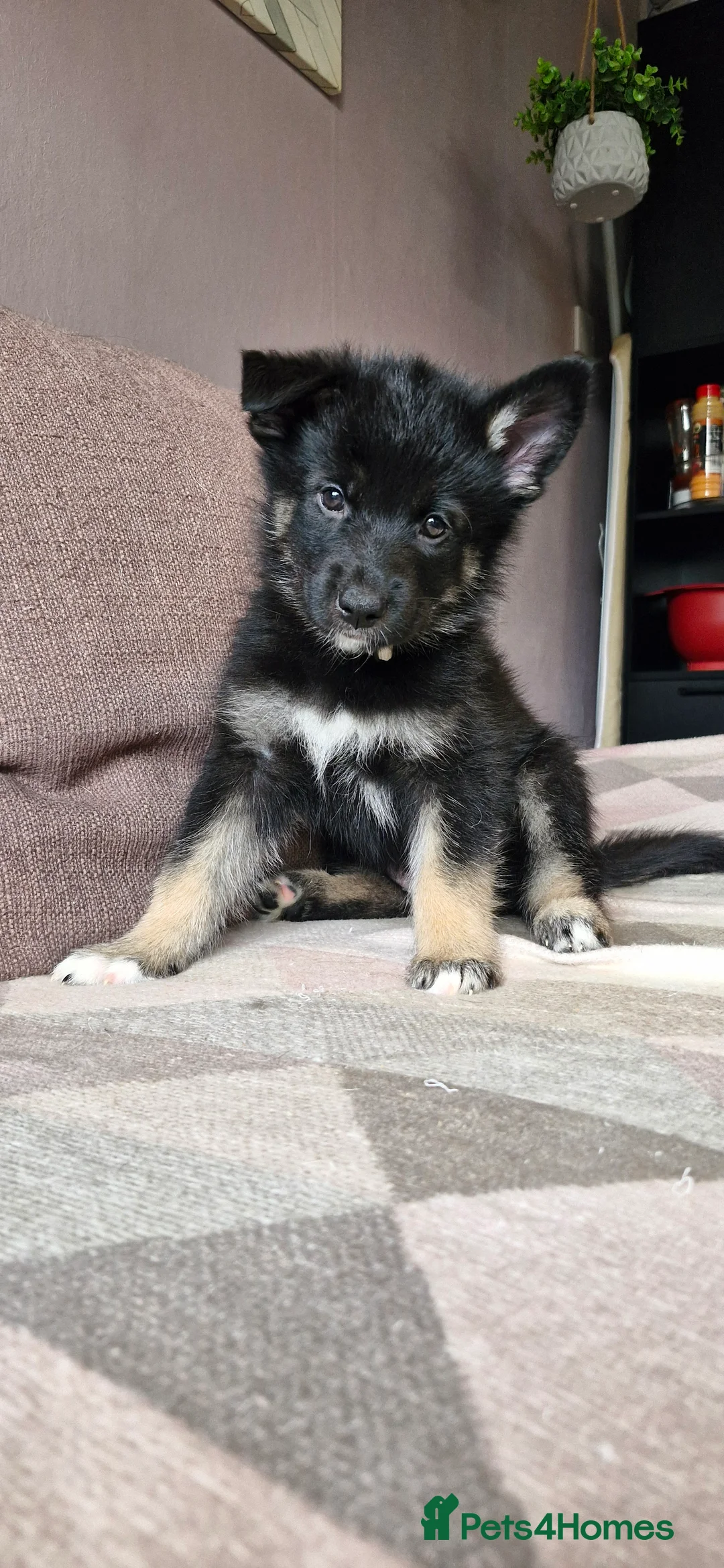 Mixed Breed dogs for sale: German sheperd Malamute  - Advert 32
