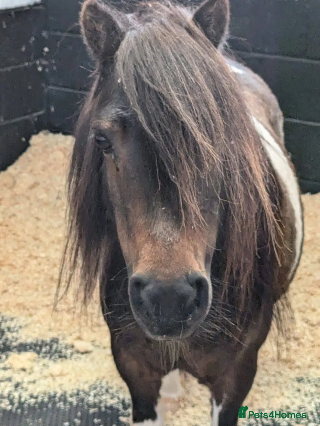 Irish Cob horses for sale: Cob and shetland for sale as a pair - Advert 2
