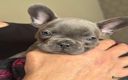French Bulldog dogs for sale: Radka Weeden - Image 1