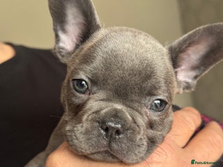 French Bulldog dogs - Advert 6