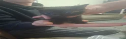 Mixed Breed cats for sale: Stunning kittens  - Advert 4