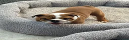 English Bulldog dogs for sale: Beautifully bred English bulldogs  - Advert 4
