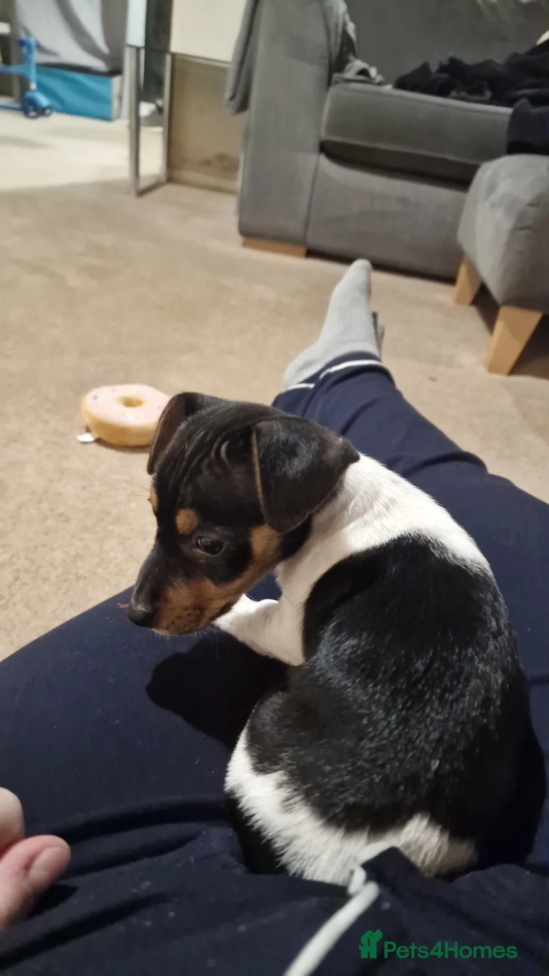 Jack Russell dogs for sale: Beautiful small tricolour Jack Russell - Advert 2