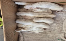 Ragdoll cats for sale: Beautiful Ragdoll kittens very playful  - Image 2