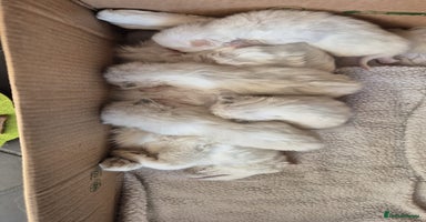 Ragdoll cats - Advert 5