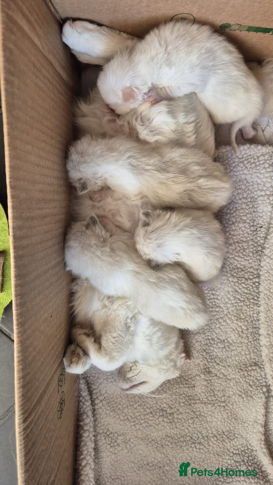 Ragdoll cats for sale: Beautiful Ragdoll kittens very playful  - Image 2