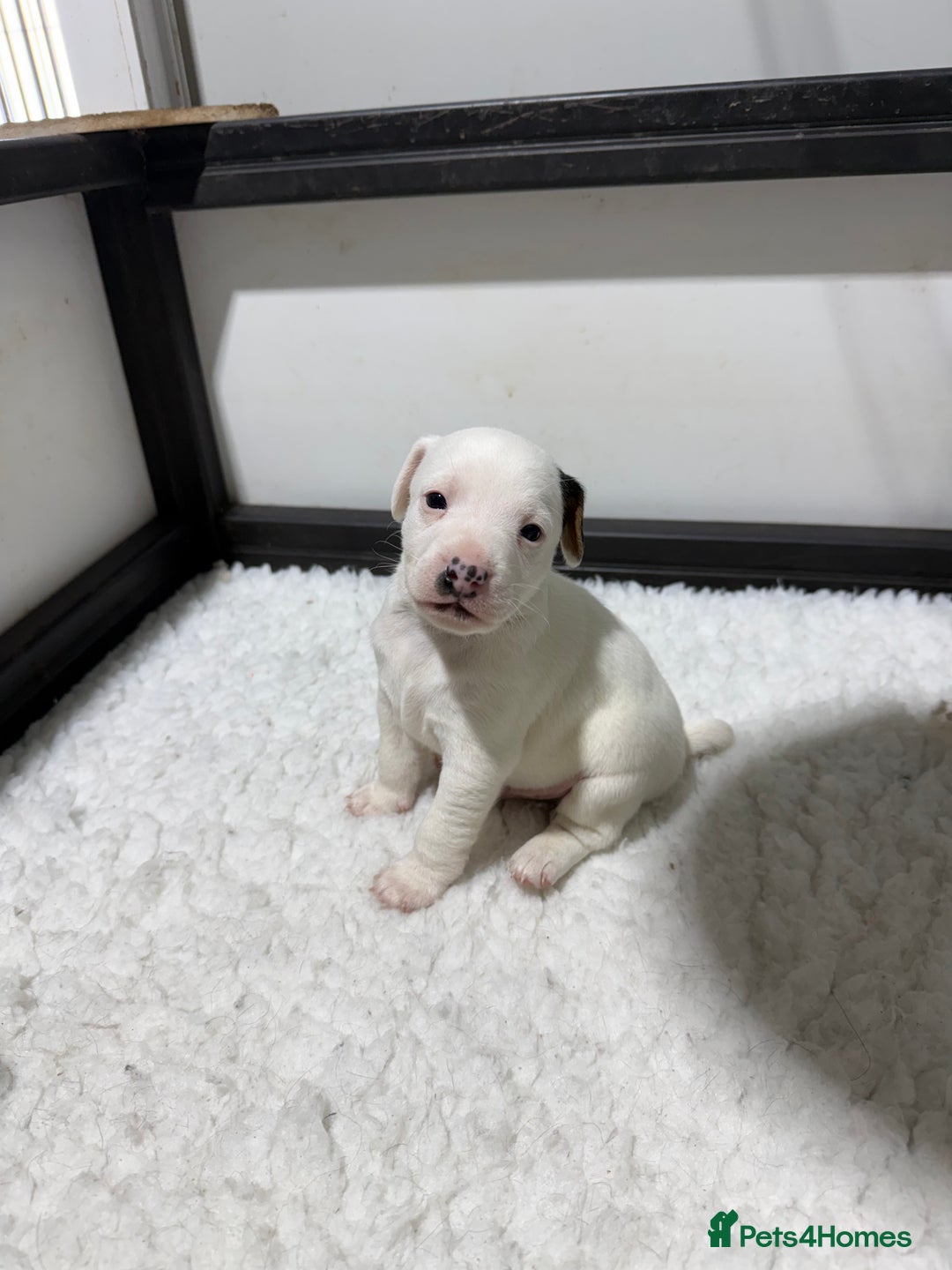 Jack Russell dogs for sale: Jack Russell Puppies - Advert 4