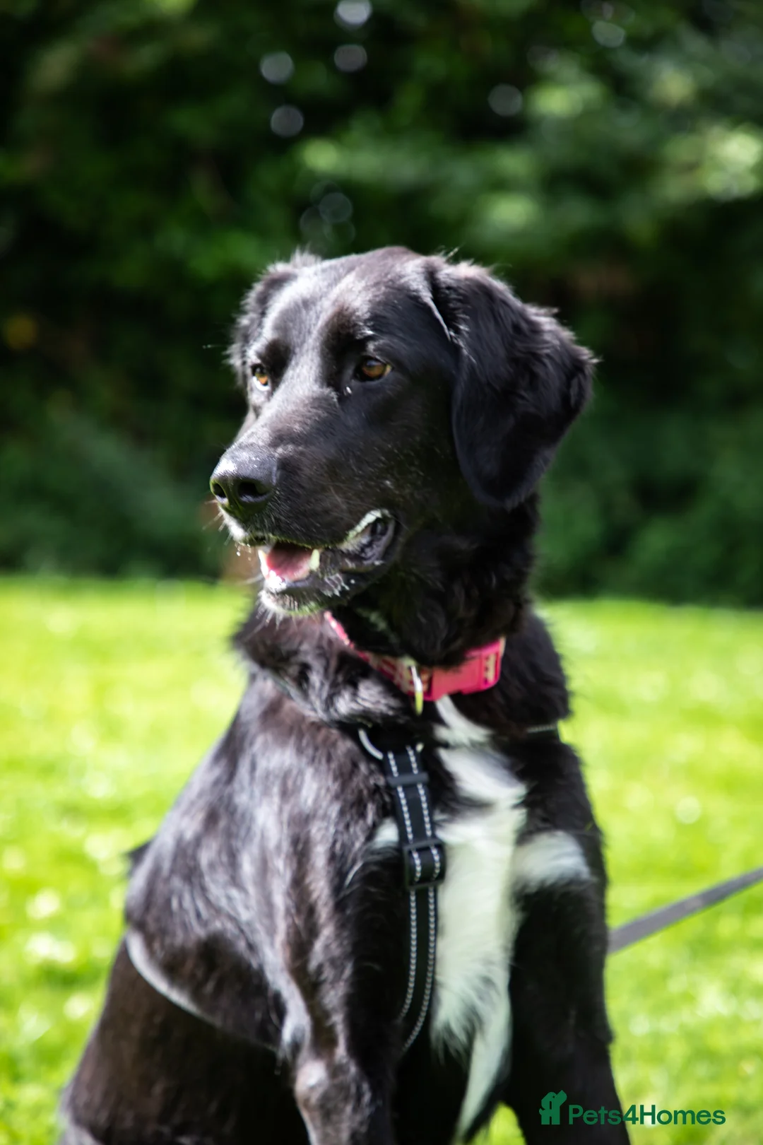 Mixed Breed dogs for adoption: Miss Roo needs to be rescued - Advert 2