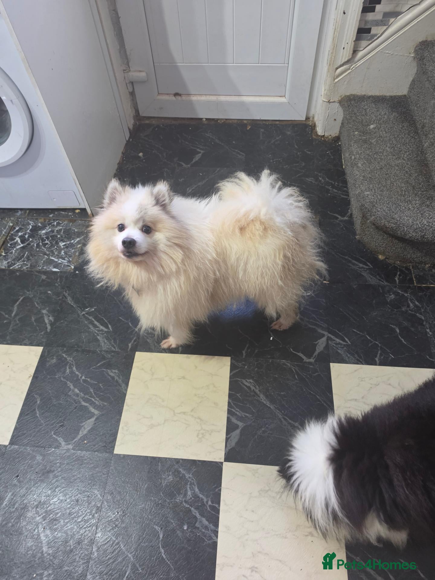 Pomeranian dogs Leo dog - Advert 5