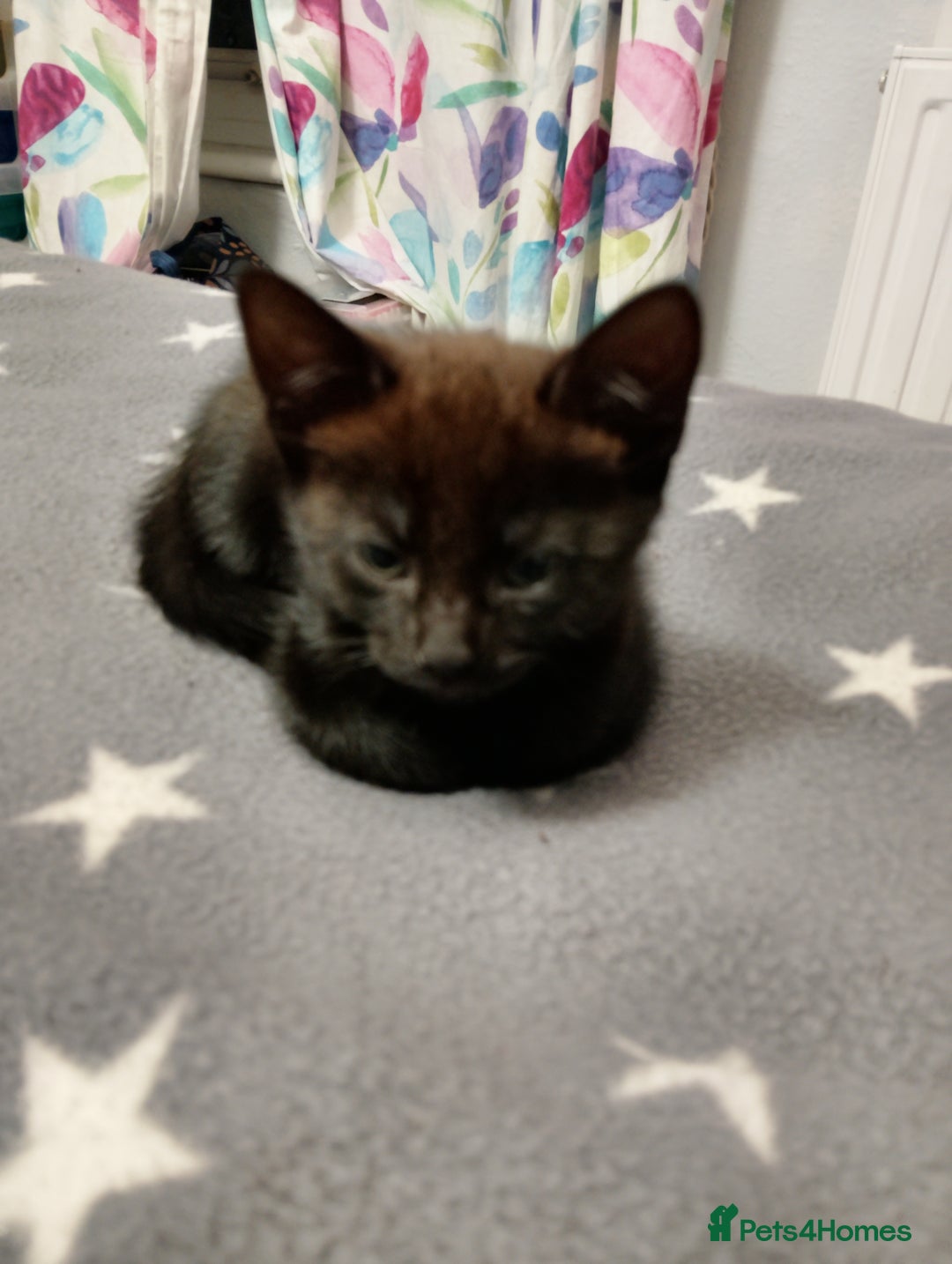 Mixed Breed cats for sale: 4 kittens black and white for homing - Advert 7