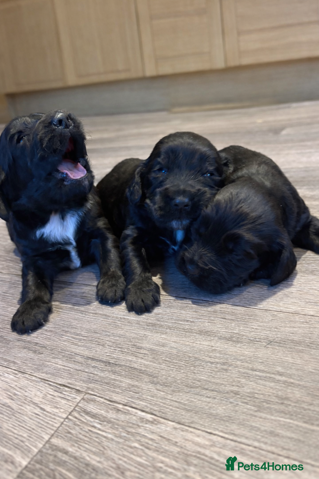 Cocker Spaniel dogs for sale: Beautiful show/working cocker spaniels 🐶🐾 - Advert 1