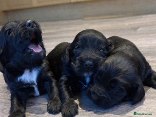 Cocker Spaniel dogs Beautiful show/working cocker spaniels 🐶🐾 - Advert 3